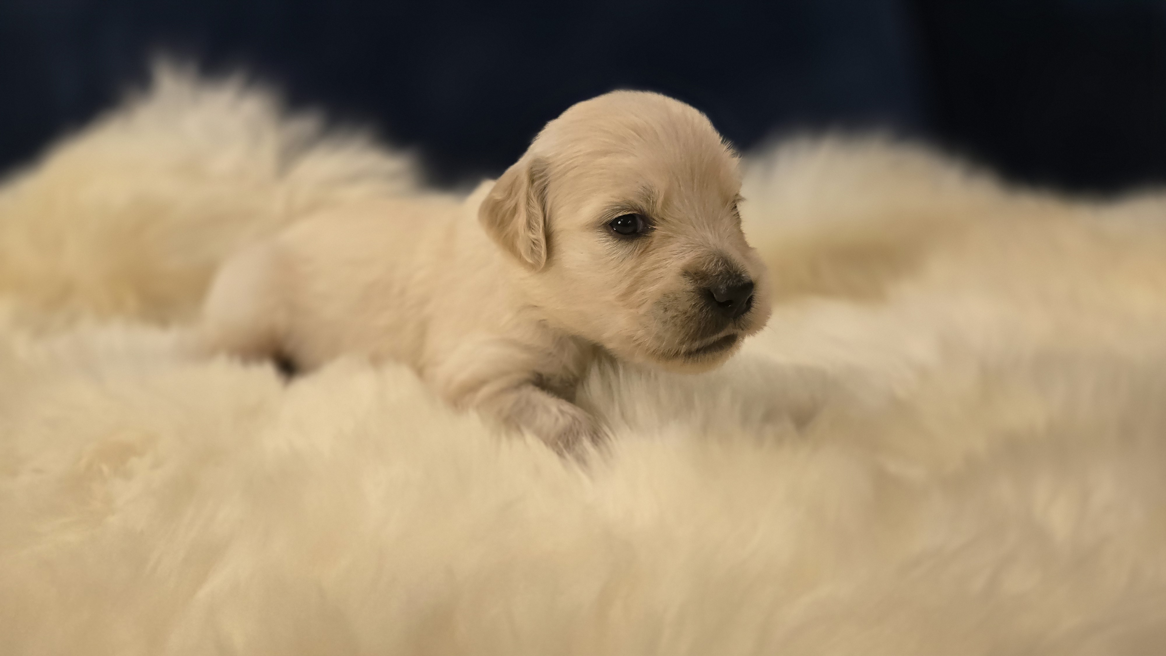 Boy #1 — Golden Retriever Puppy