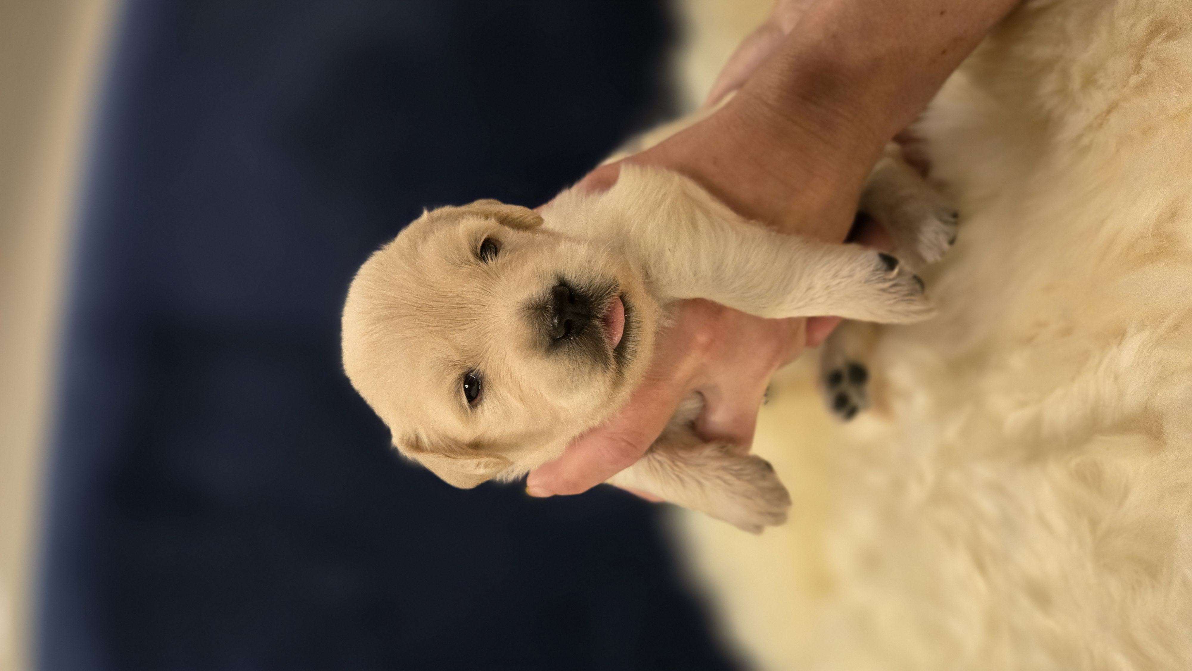 Girl #1 — Golden Retriever Puppy