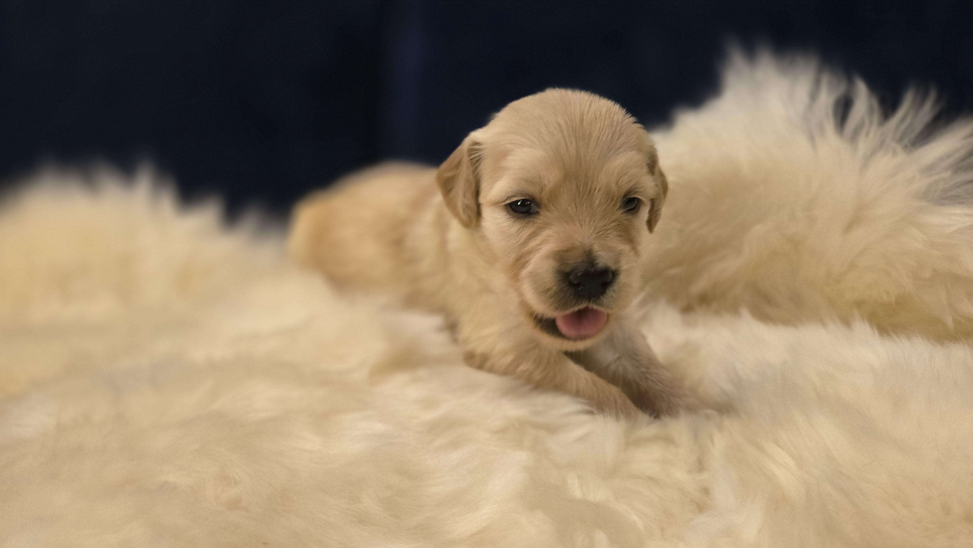 Girl #2 — Golden Retriever Puppy