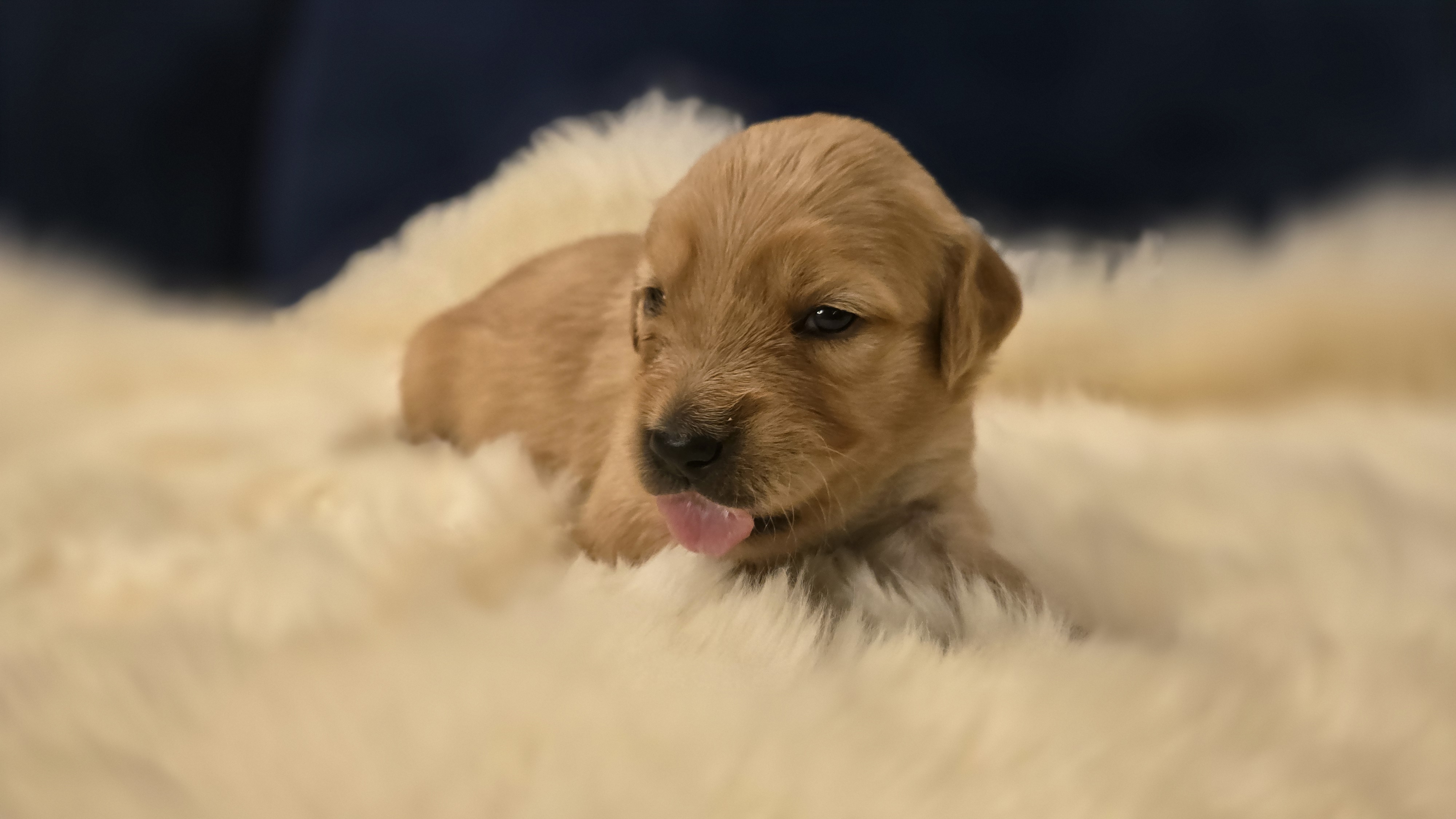 Girl #3 — Golden Retriever Puppy