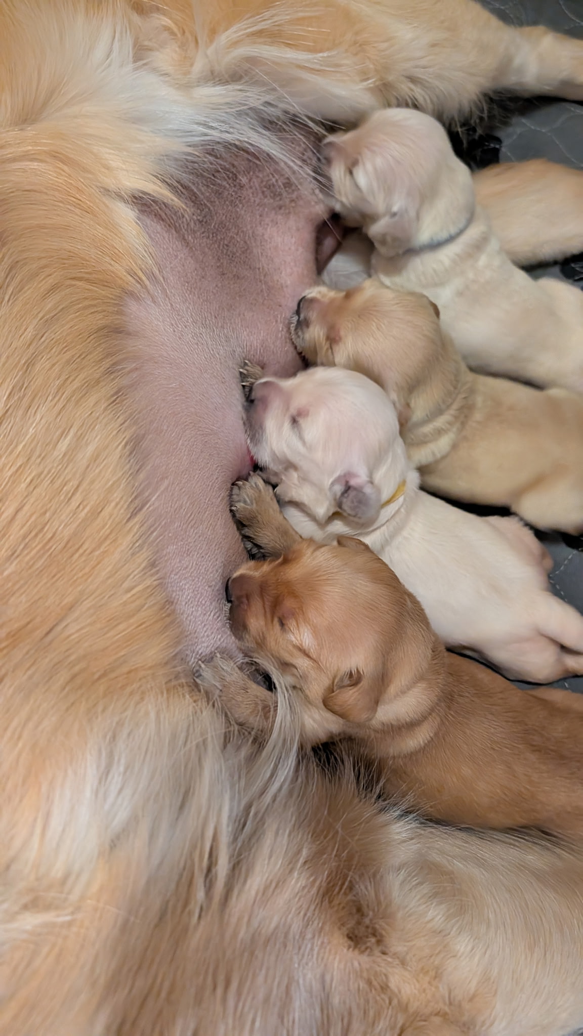 Golden Retriever puppies nursing