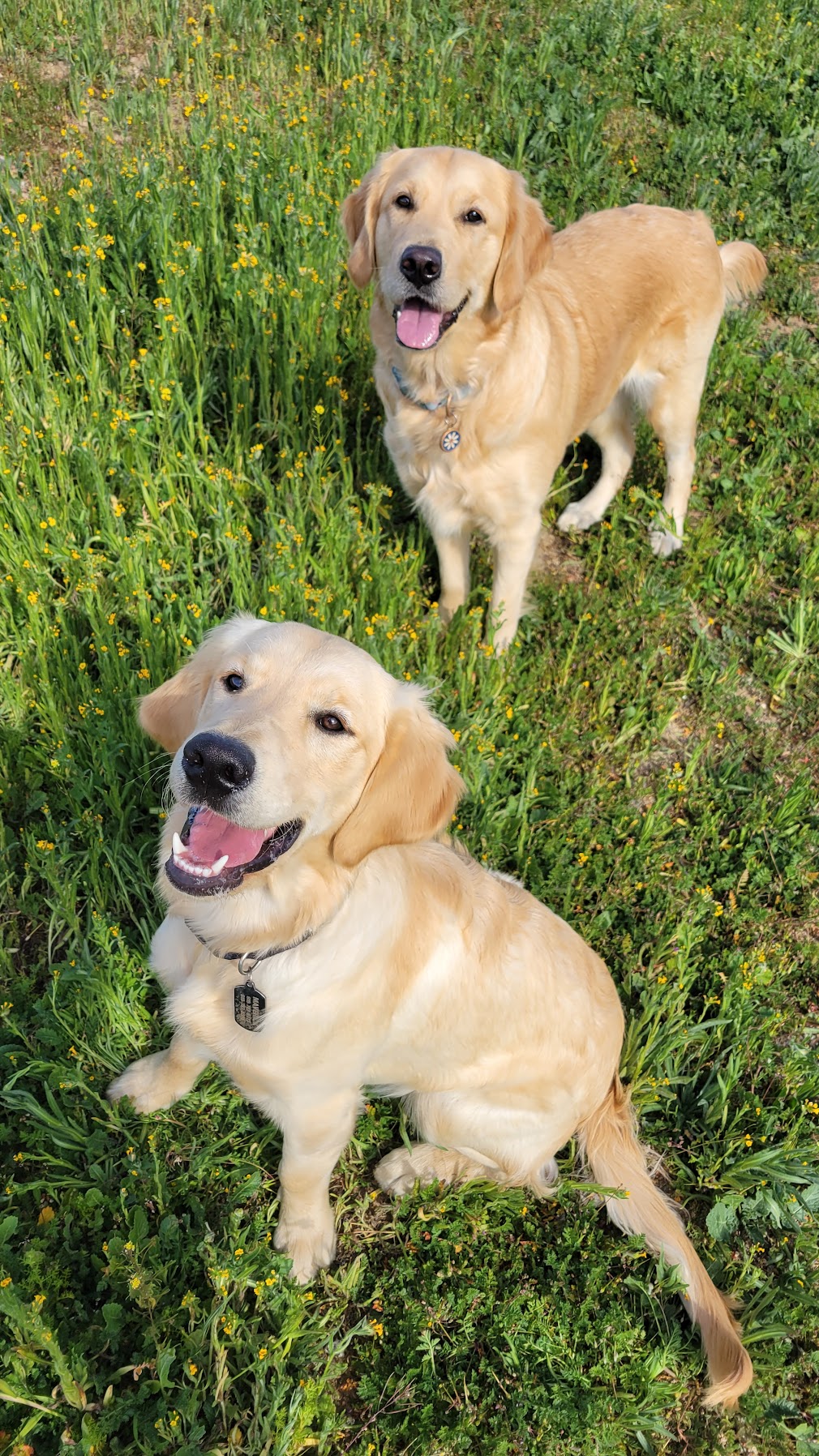 Daisy and Maverick, Golden Retrievers