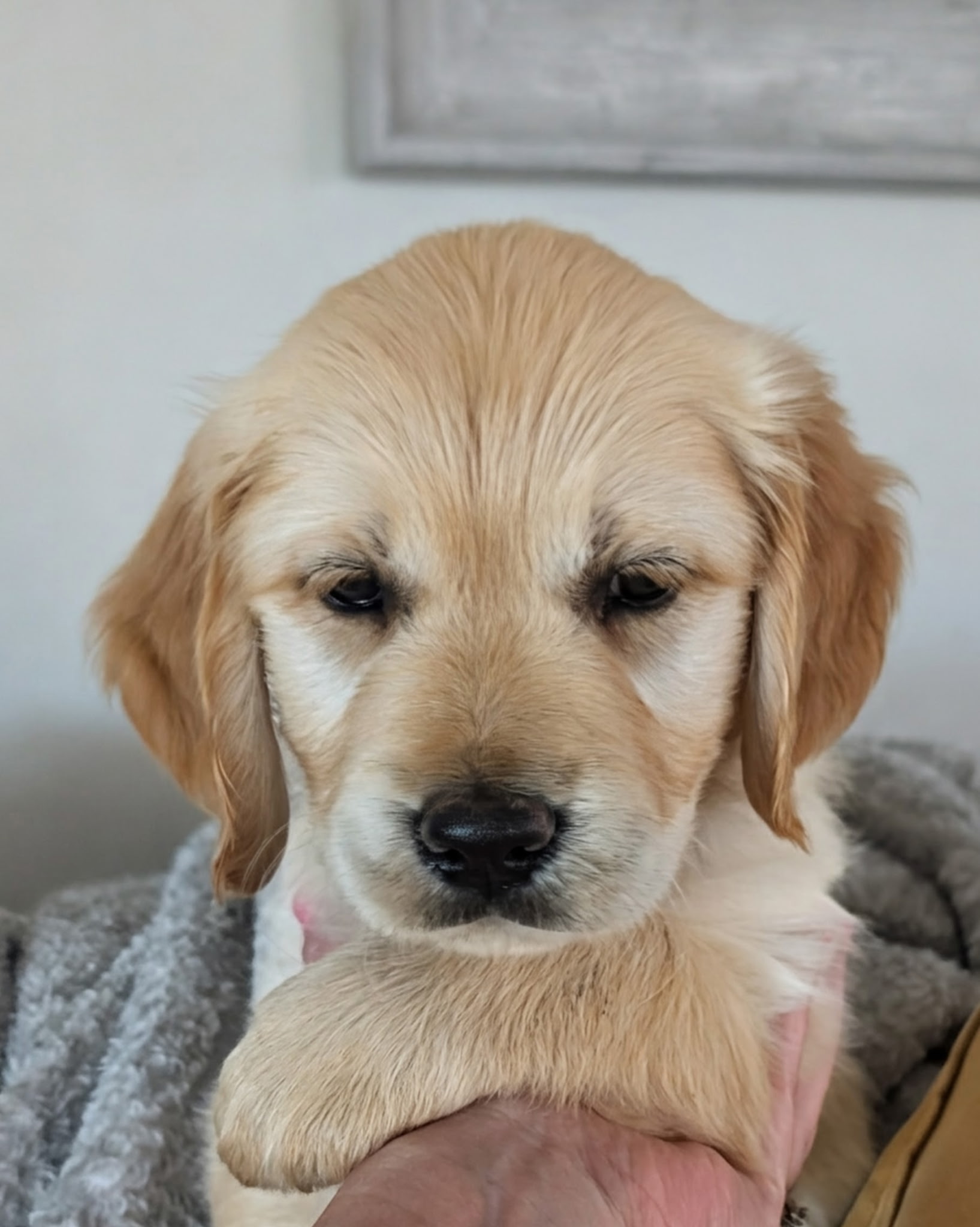 Pearl the Golden Retriever puppy close up