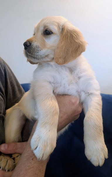 Pearl the Golden Retriever puppy sitting up