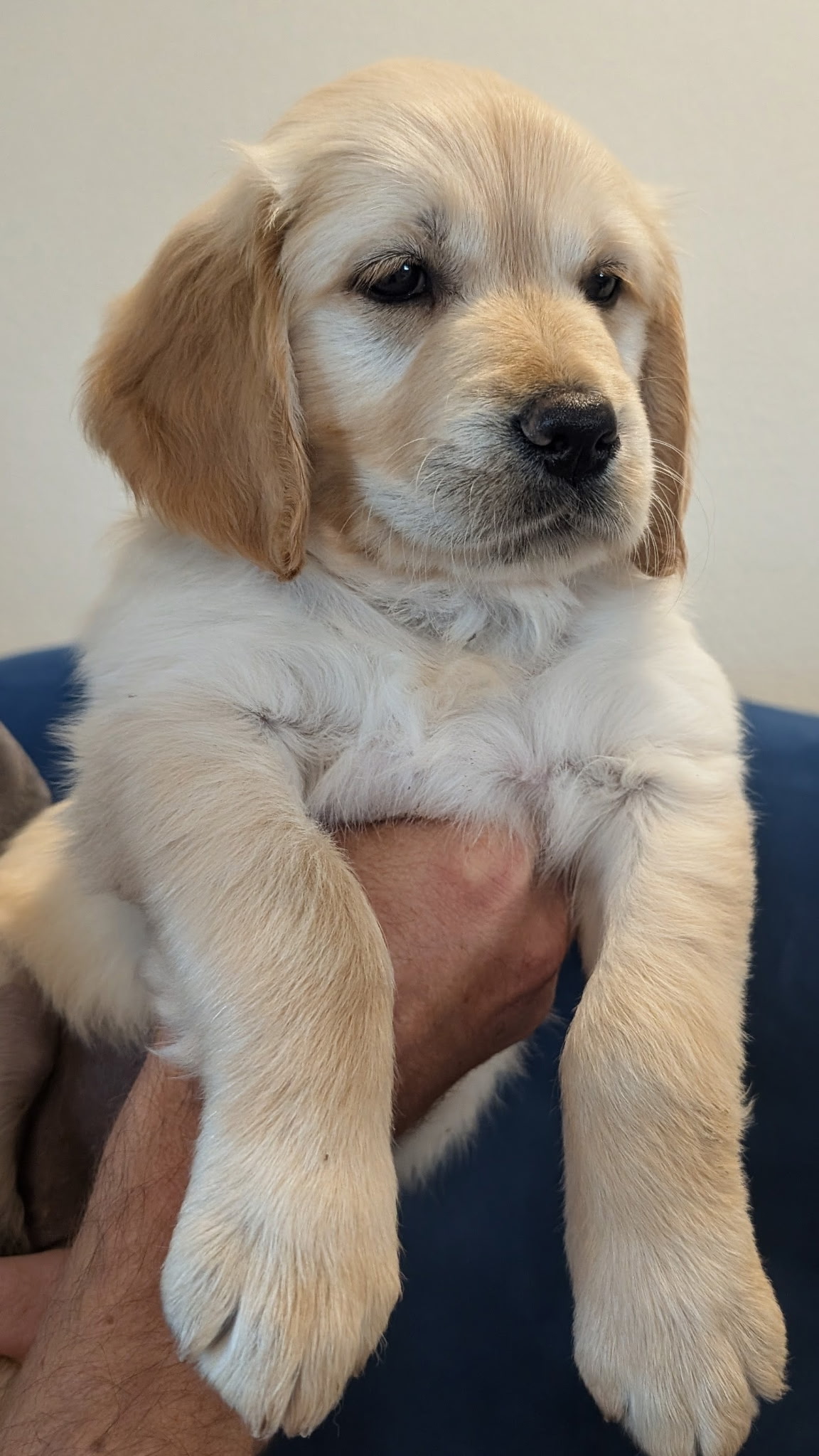 Pearl the Golden Retriever puppy