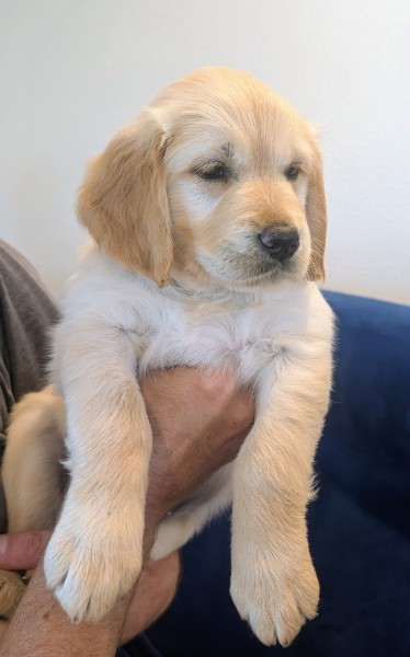Pearl the Golden Retriever puppy being held