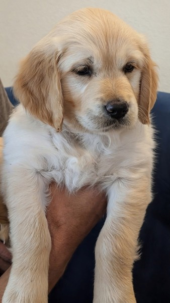 Pearl the Golden Retriever puppy profile