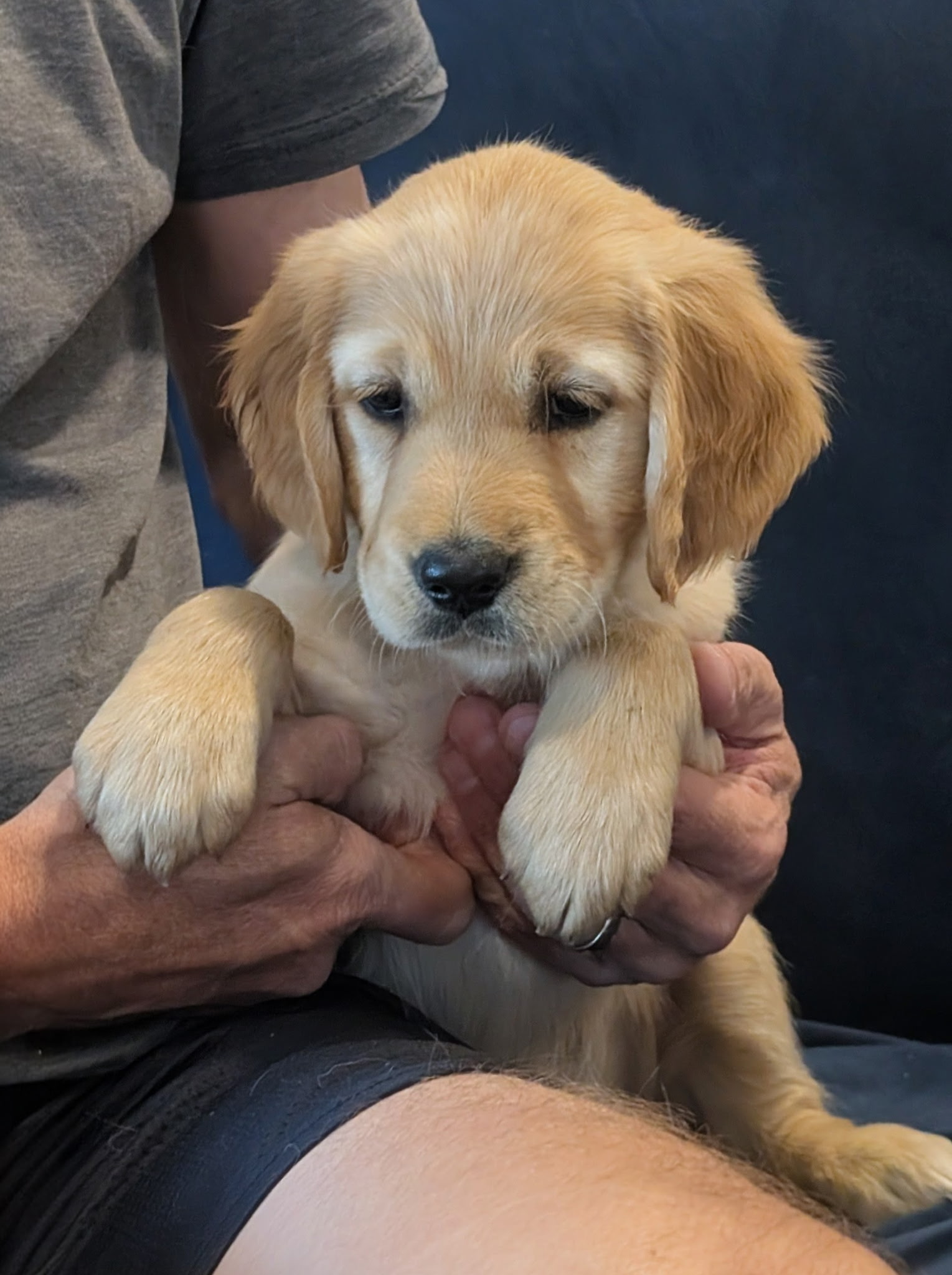 Rose the Golden Retriever puppy being held