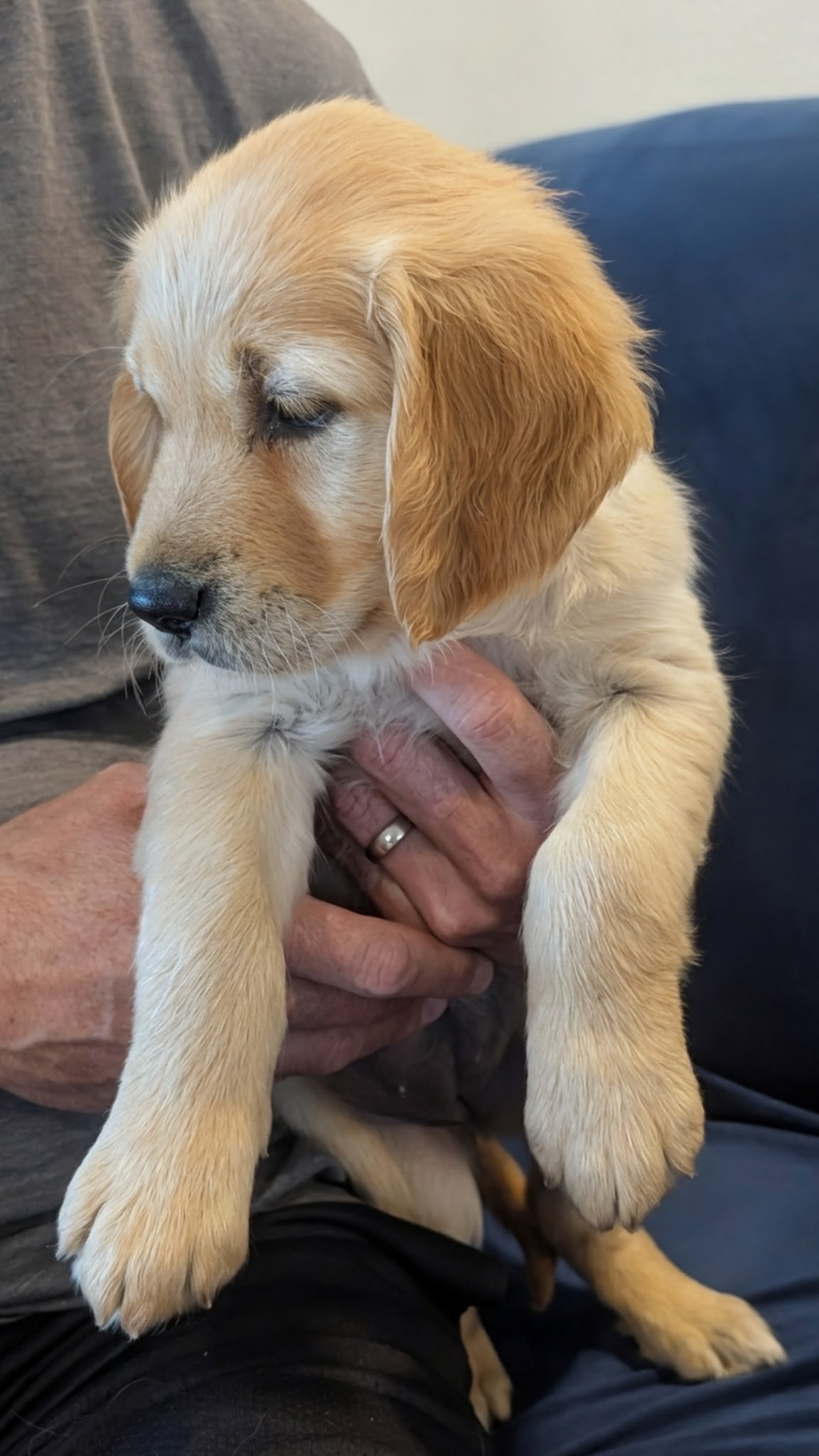 Rose the Golden Retriever puppy close up