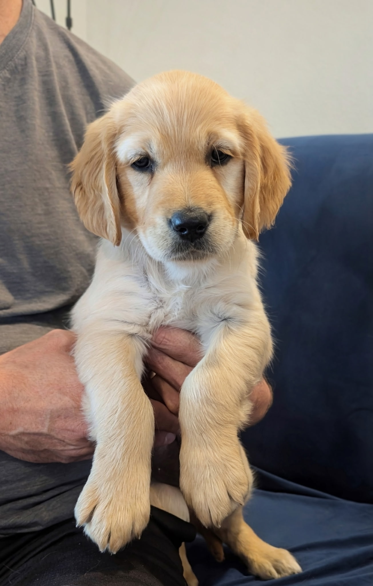 Rose the Golden Retriever puppy sitting up