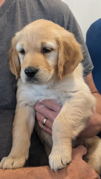 Rose the Golden Retriever puppy resting