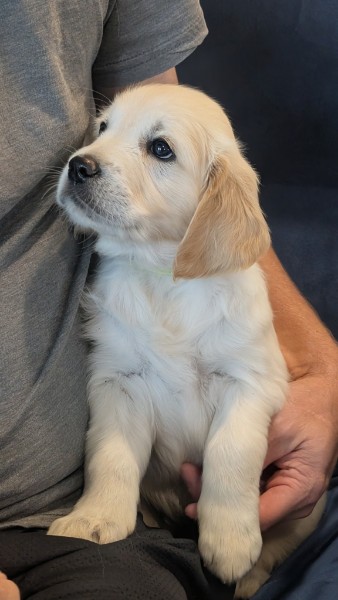 Sunny the Golden Retriever puppy sitting up