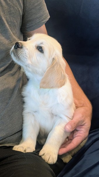Sunny the Golden Retriever puppy profile