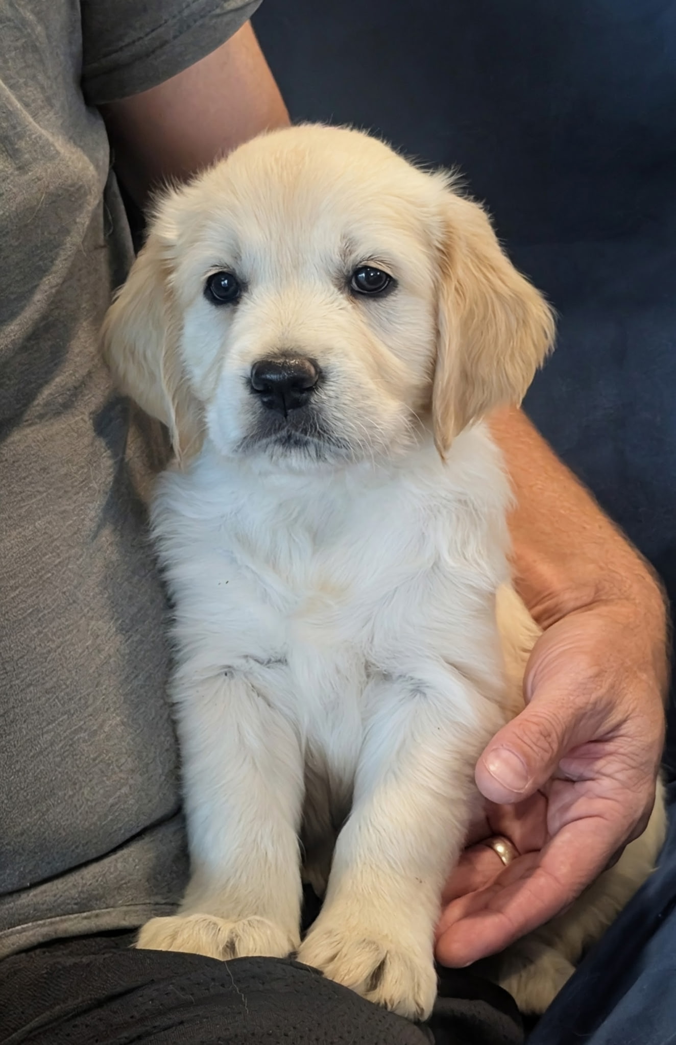 Sunny the Golden Retriever puppy being held