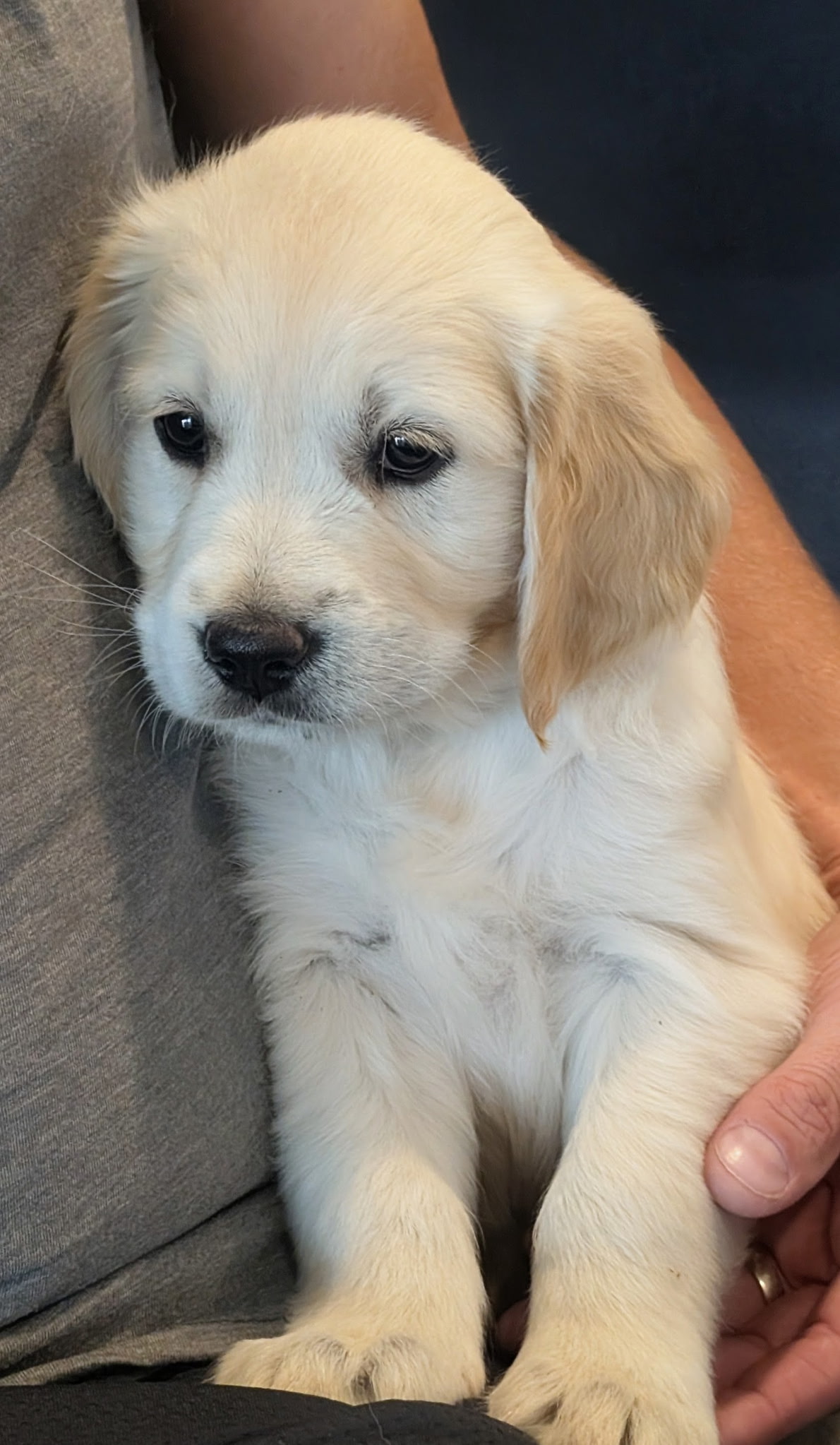 Sunny the Golden Retriever puppy looking at camera