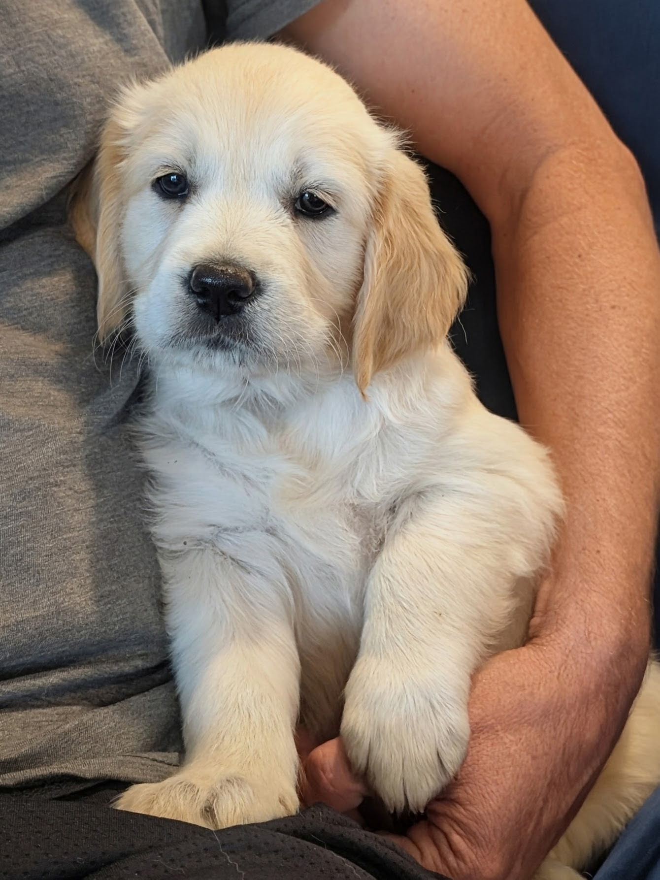 Sunny the Golden Retriever puppy close up