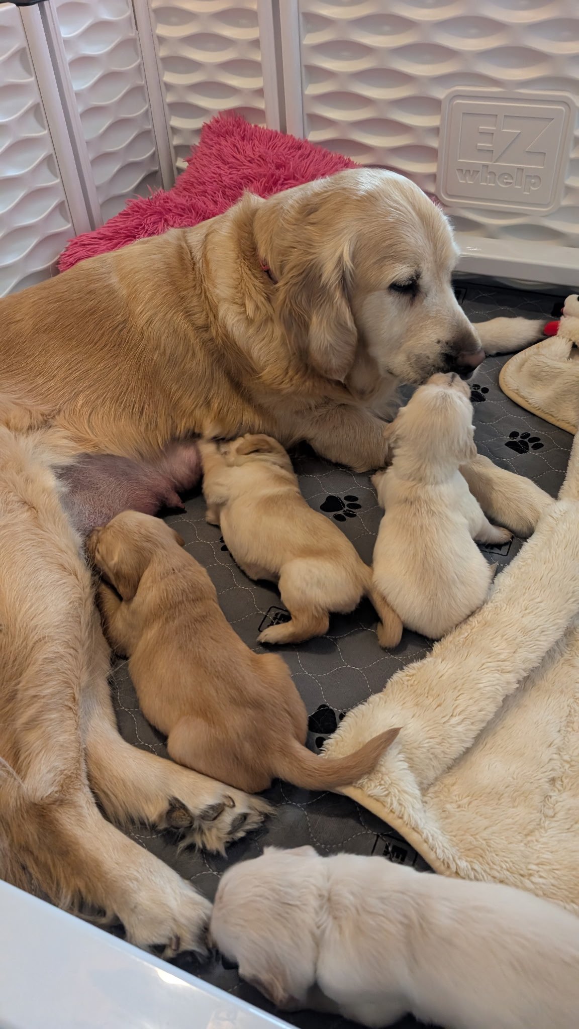 Puppies playing and wrestling with mommy Daisy