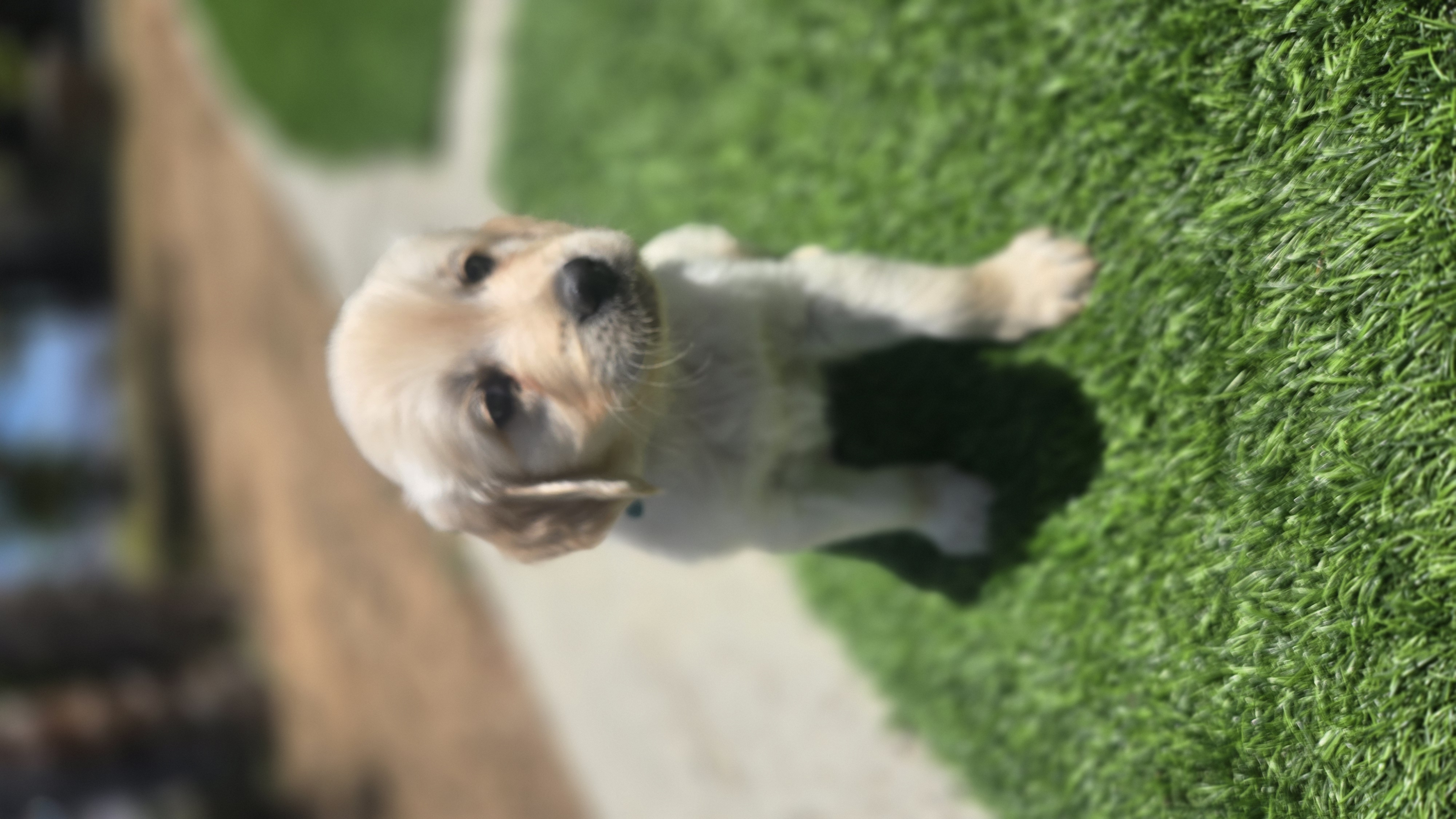 Puppy on the grass