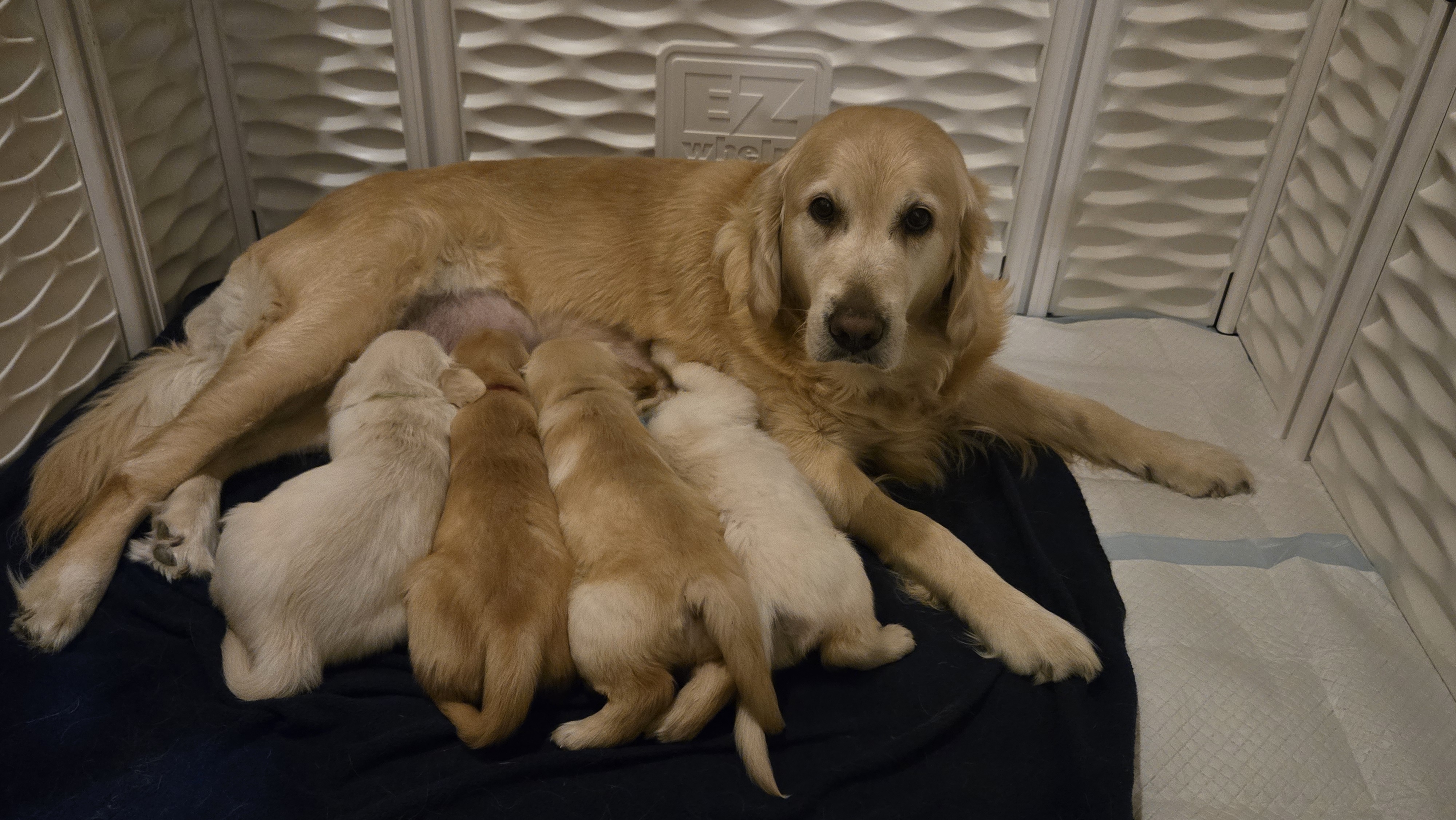 Daisy nursing all four puppies