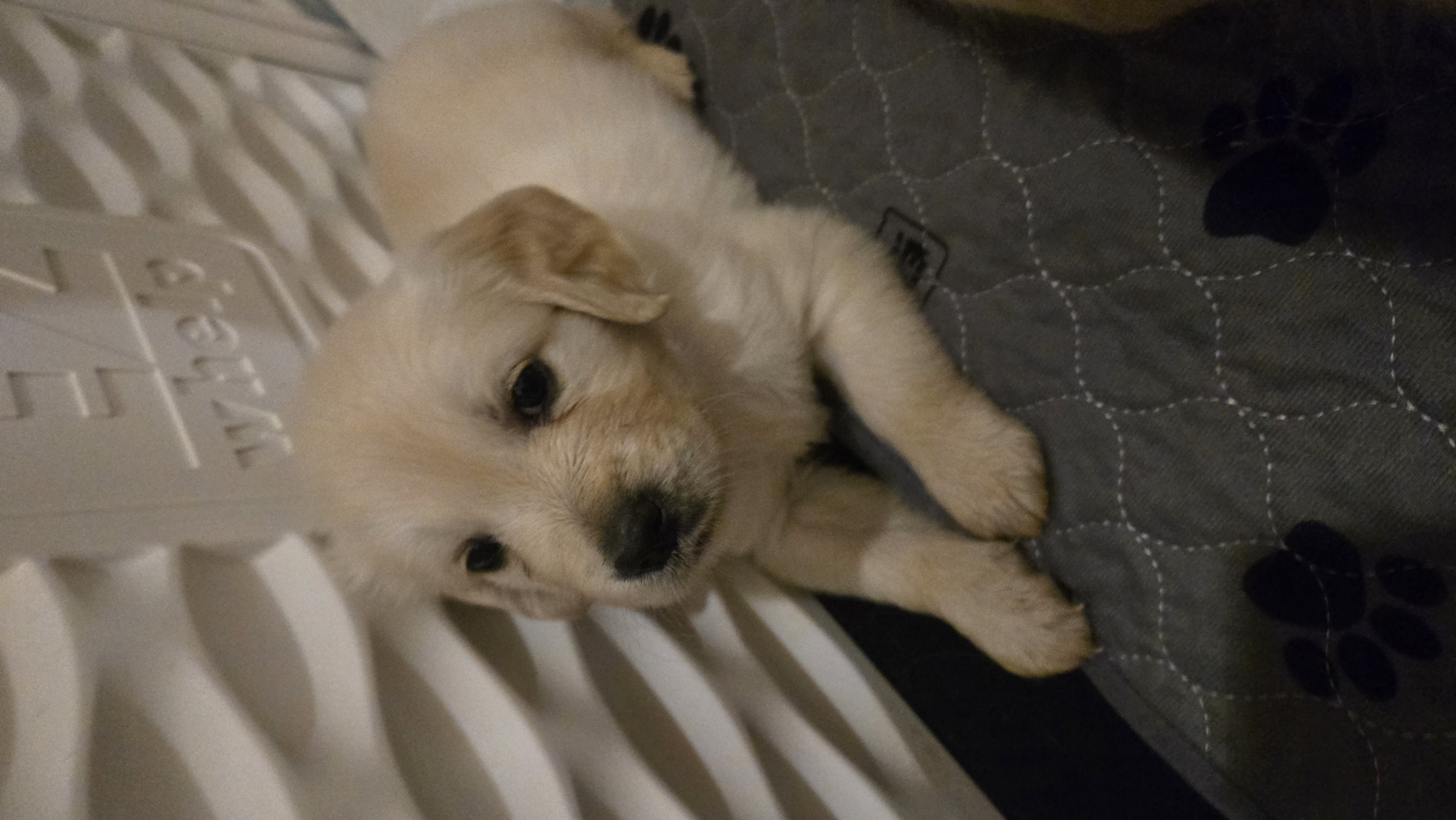 Puppy resting inside