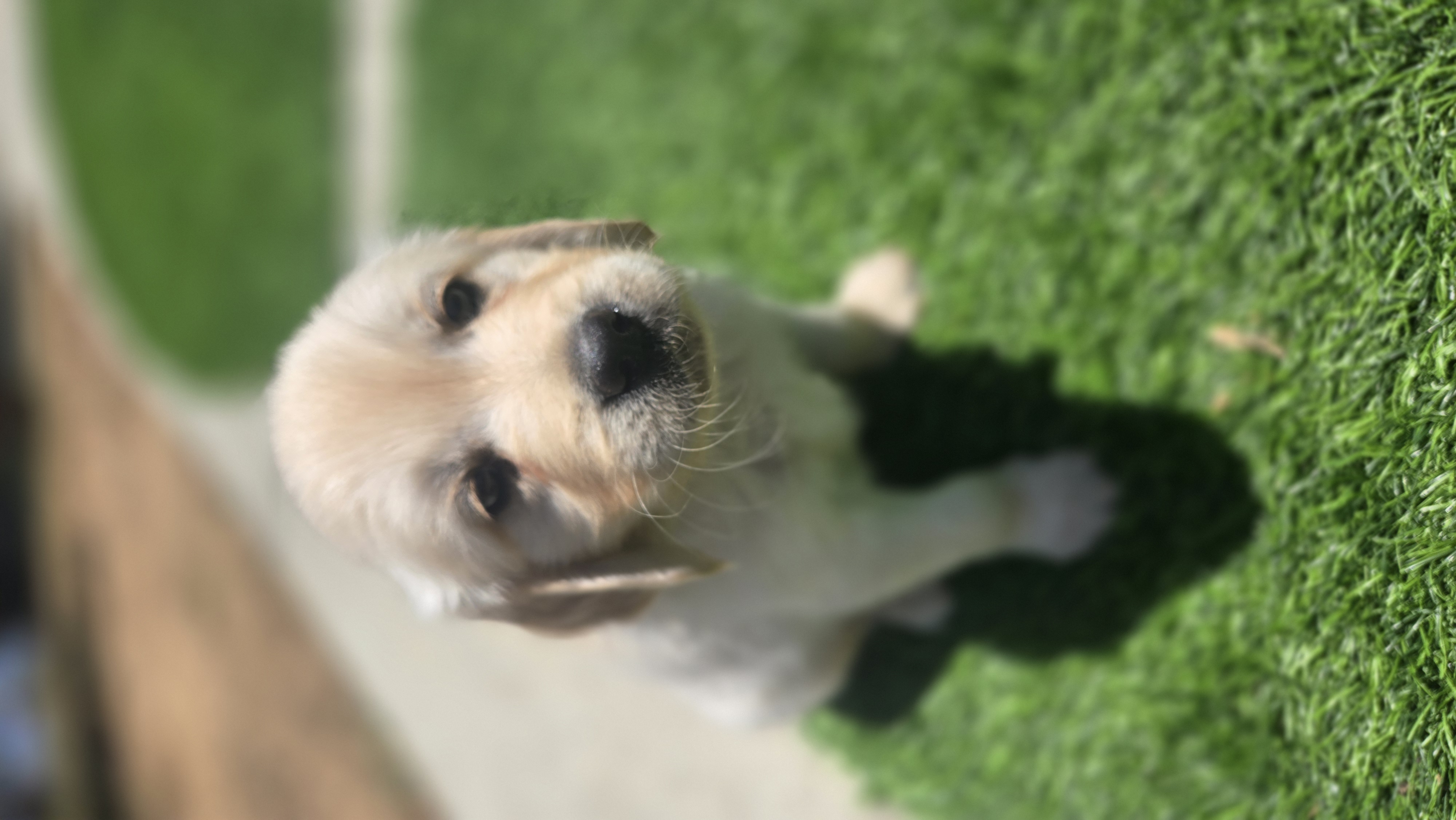 Puppy sitting outside on brick