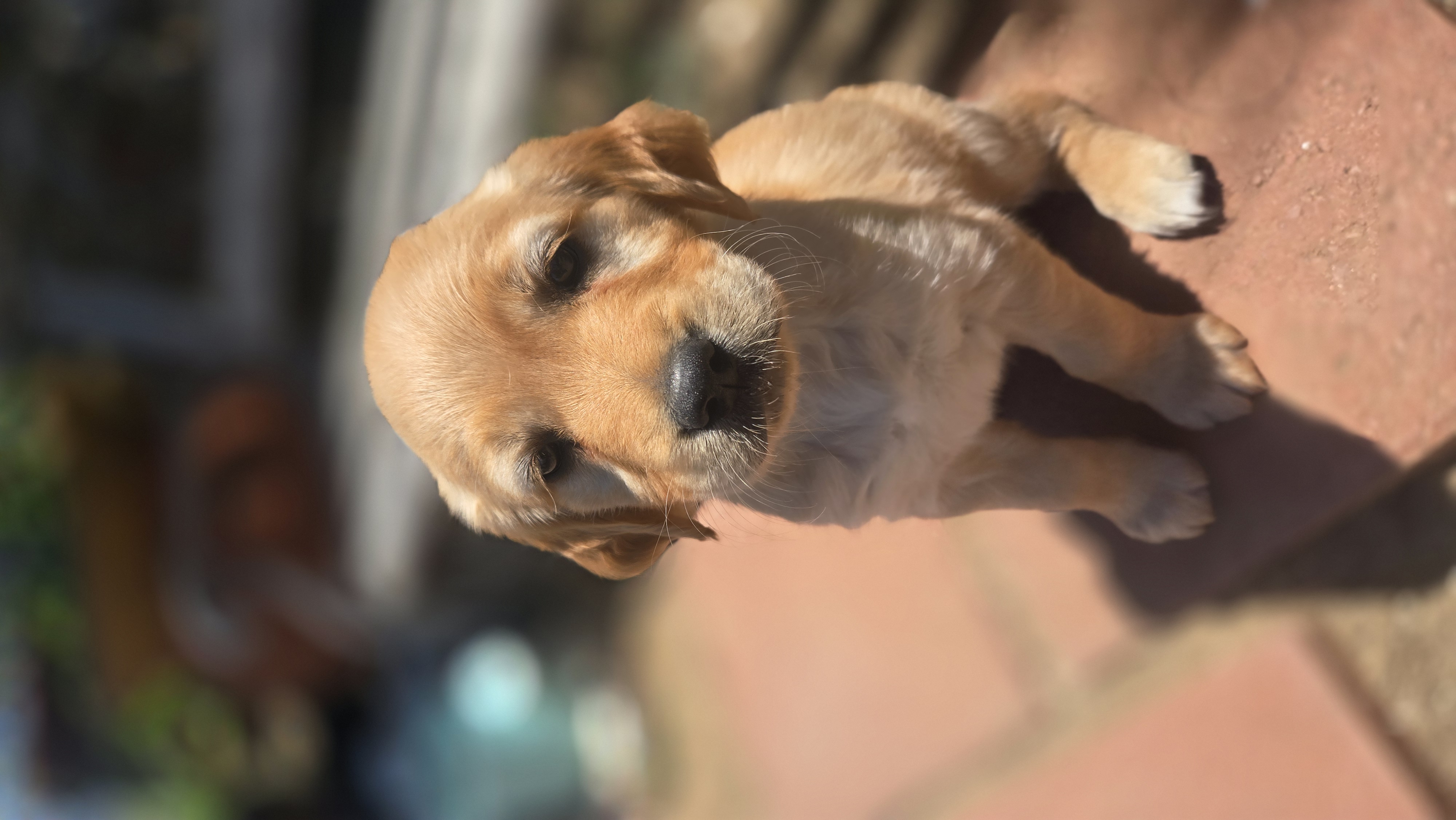 Puppy outside sitting
