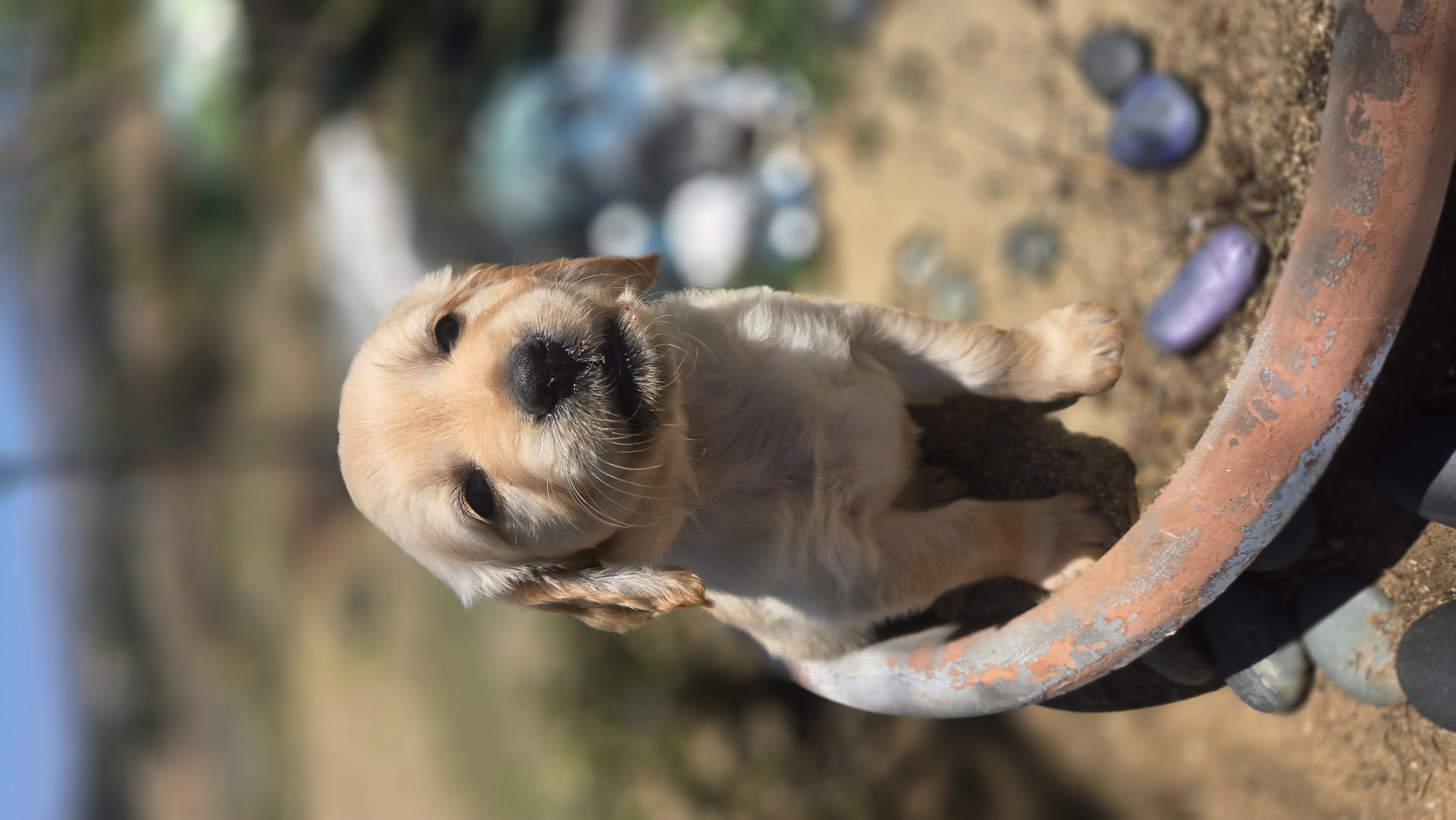 Puppy sitting in a flower pot