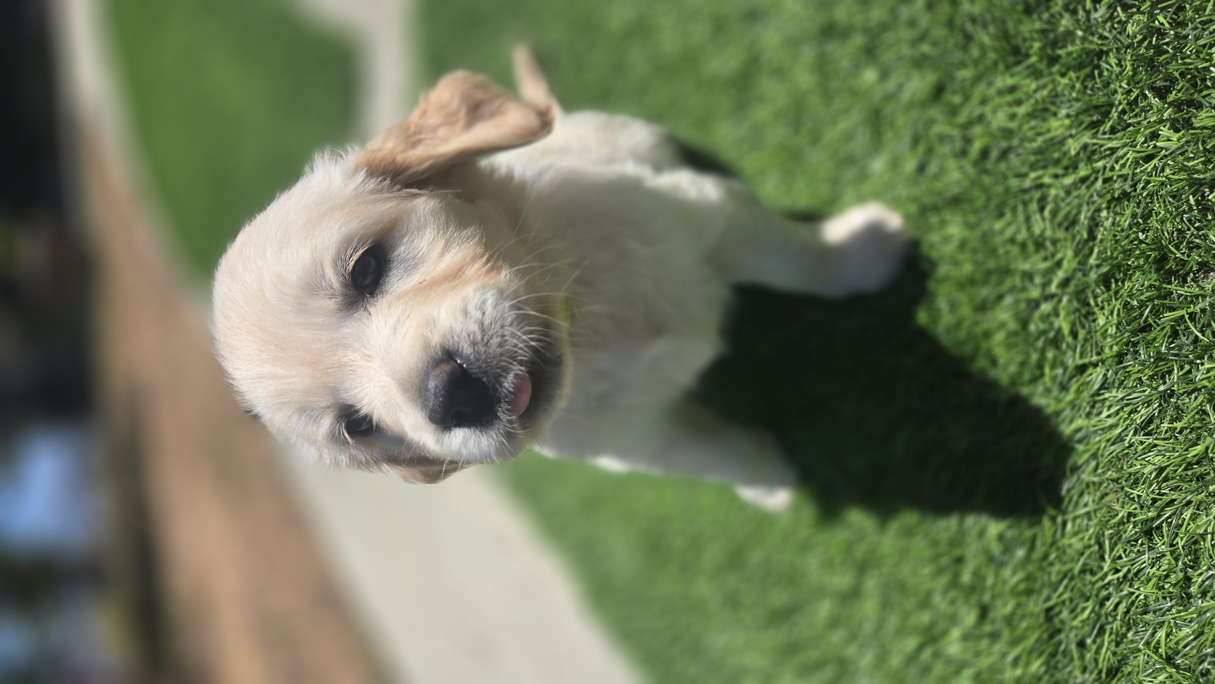 Puppy on the grass looking away