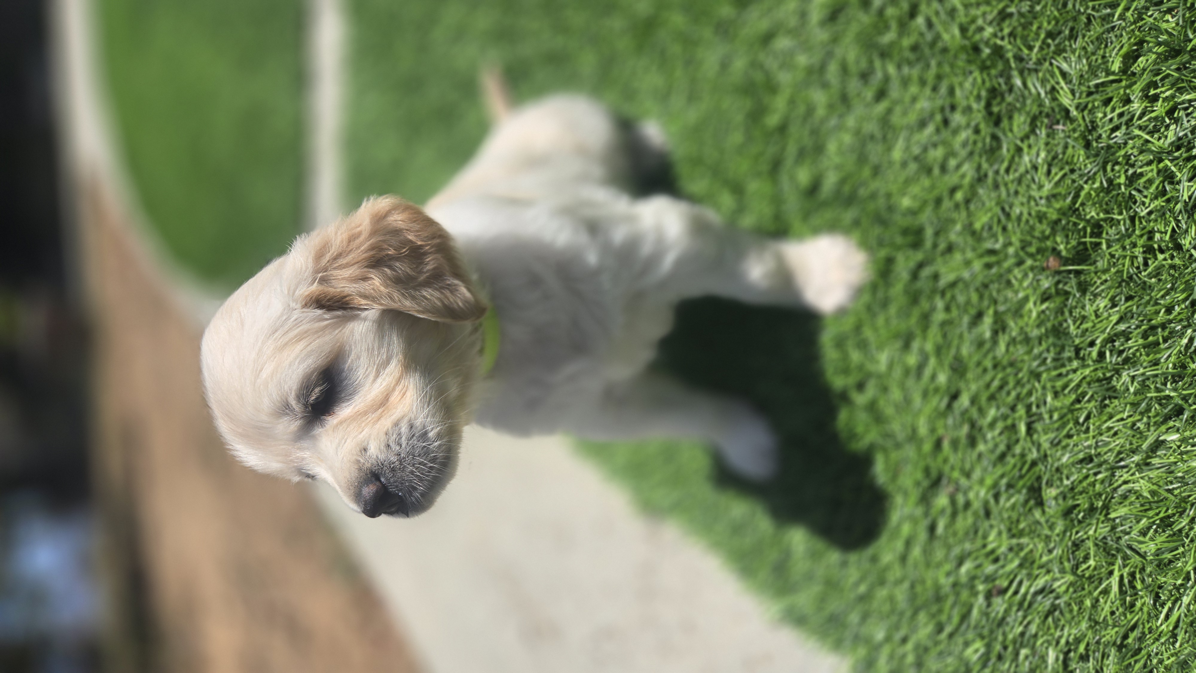 Puppy sitting on the grass